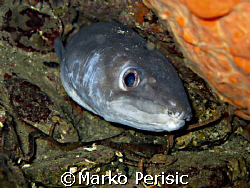 Conger-eel scared from past battles.Calvi Corsica by Marko Perisic 